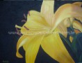 Lírio Amarelo